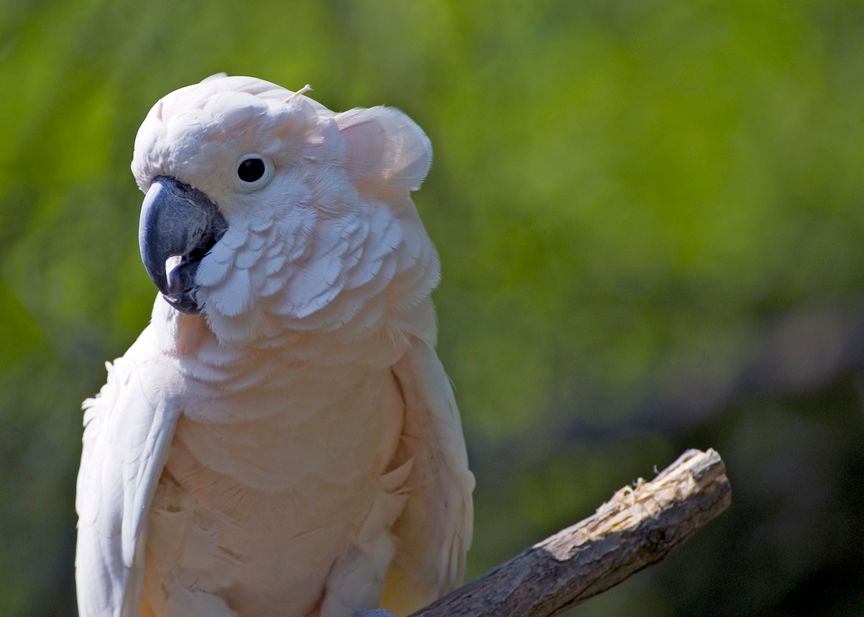 Cockatoo052906002.jpg