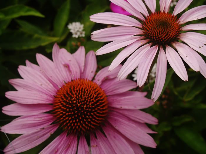 FlowersUnedited.jpg