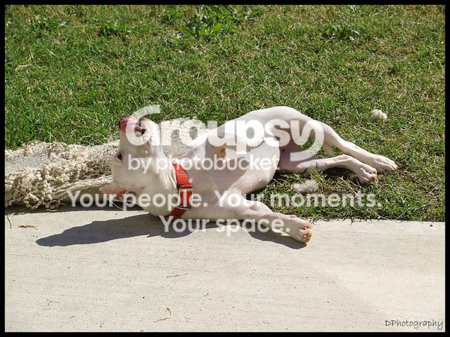 LoloLicking.jpg