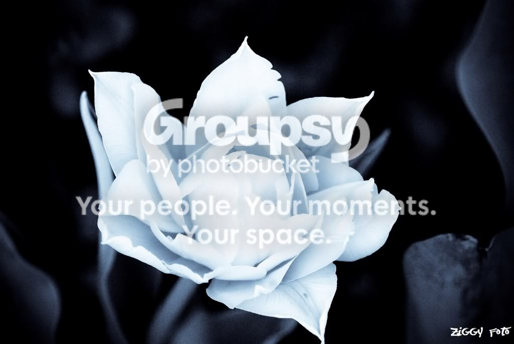 WhiteFlower.jpg