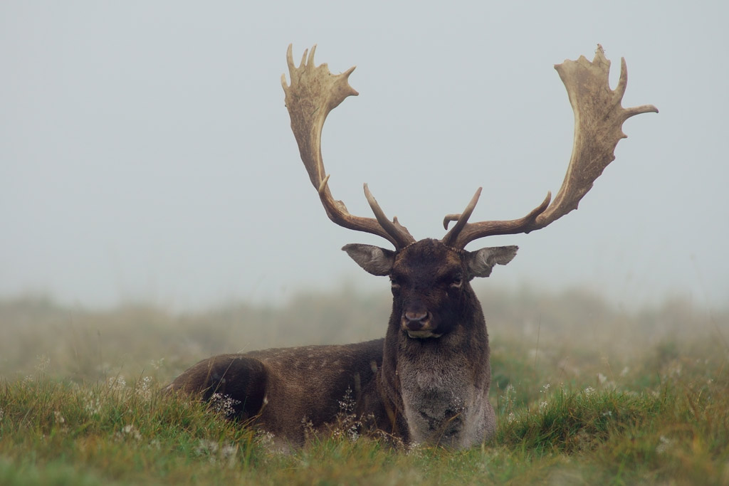 deer_25.jpg