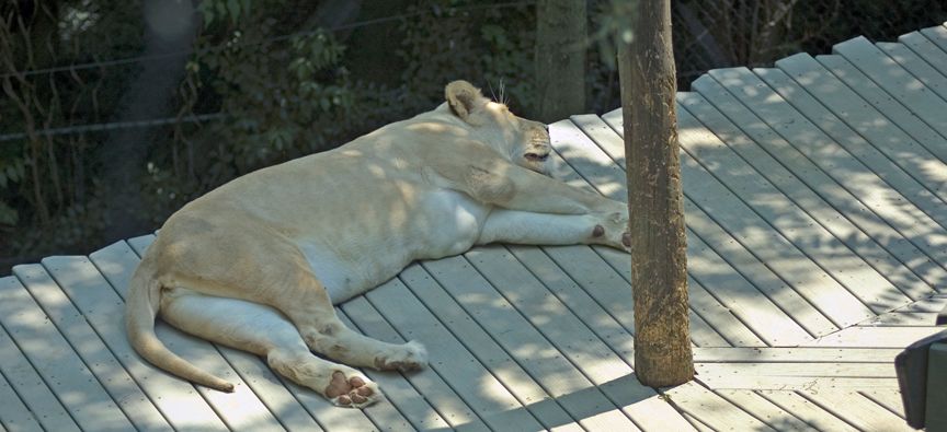 Lion052906002.jpg