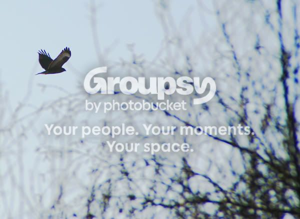 Bussard02.jpg