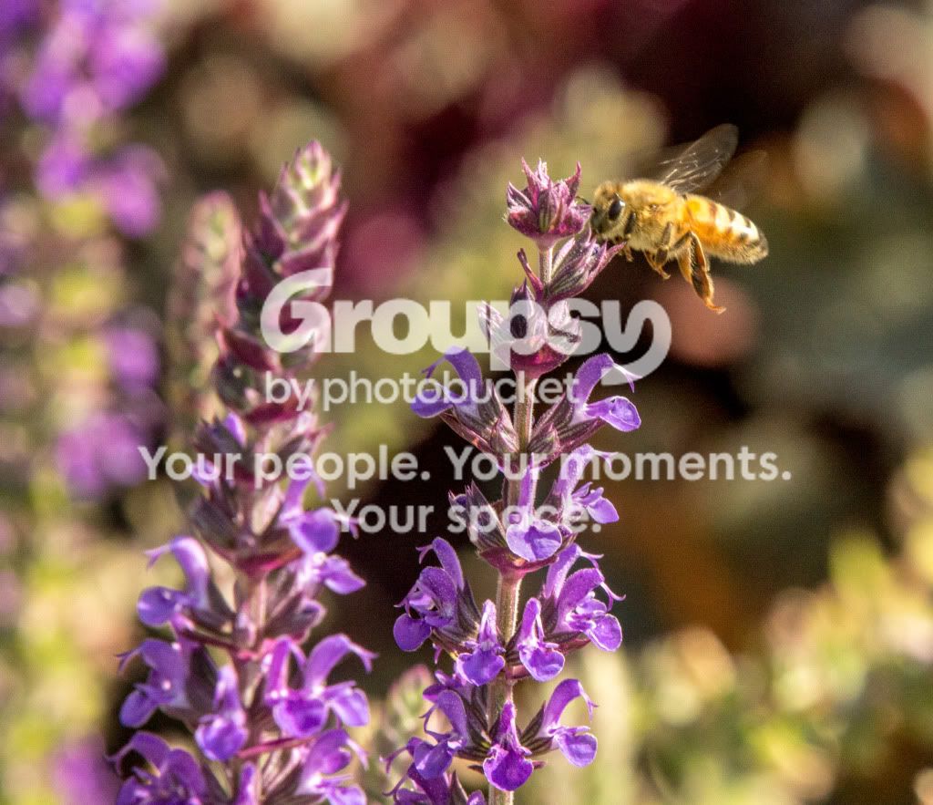 BeeonPurpleFlower.jpg