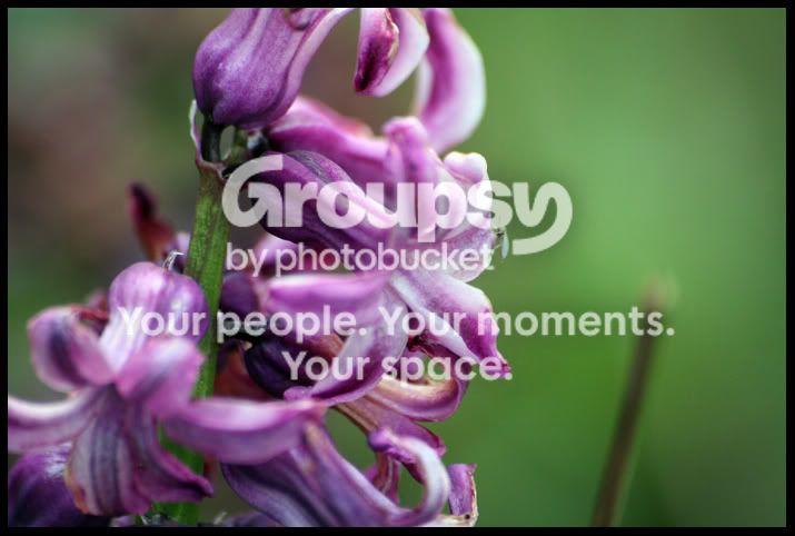 Spring4.jpg