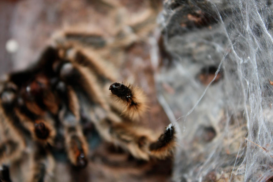 molting_2_by_mack1time.jpg