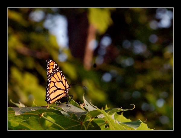 Butterflygrainweb.jpg