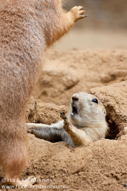 baby-groundhog-16581.jpg