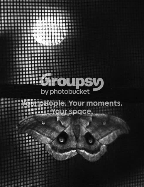 MOTH_2693.jpg