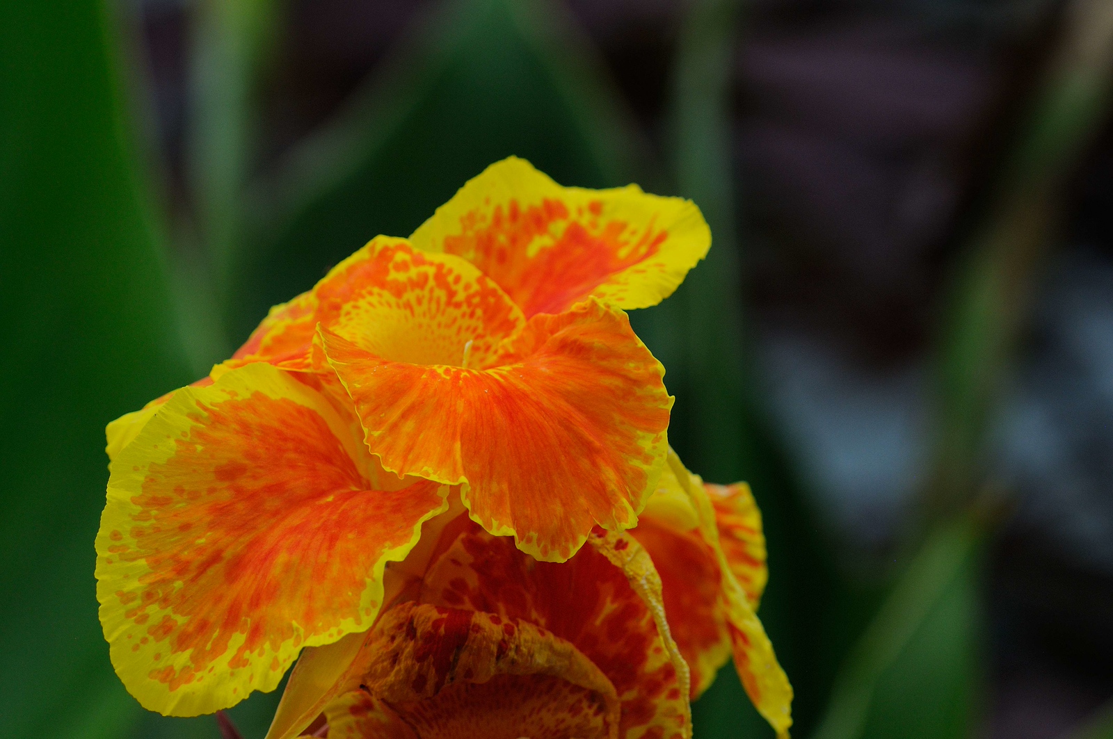 DSC_00173-X3.jpg
