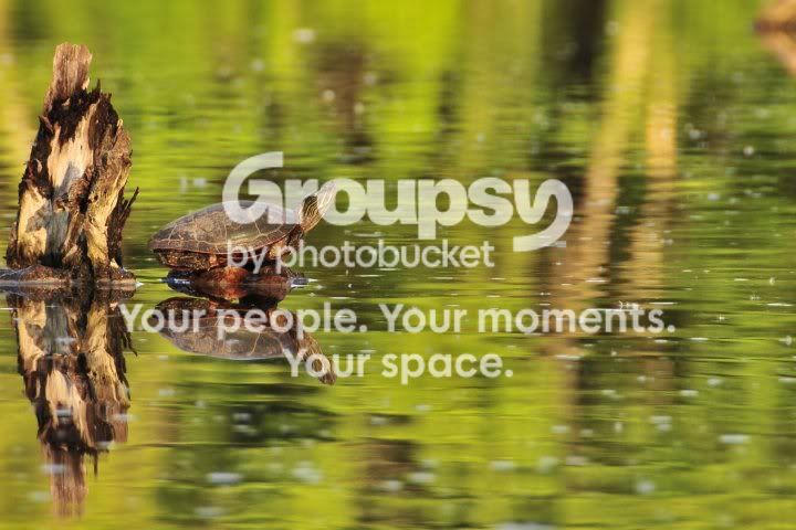 turtle.jpg