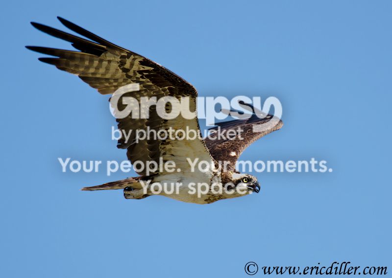_ECD4842-copy800.jpg