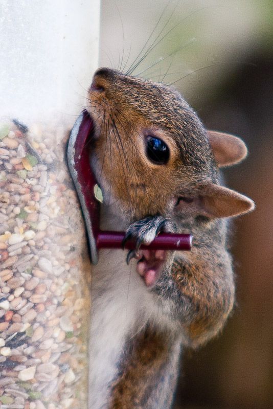 191010squizzle4.jpg