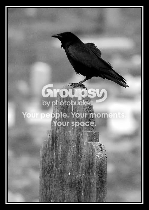 crow1.jpg