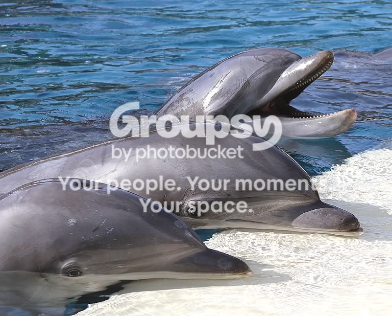 dophin_800x600-002.jpg