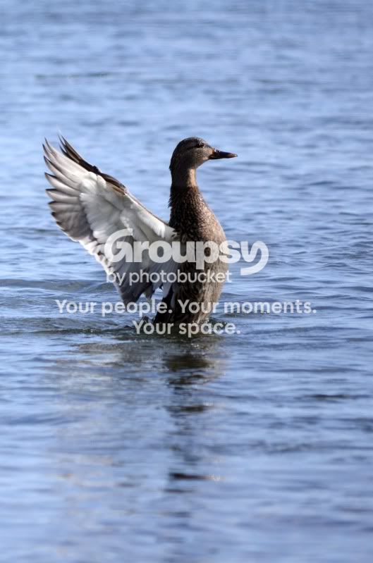 duck7.jpg