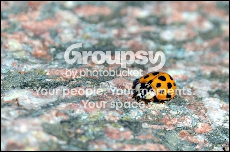 ladybug.jpg