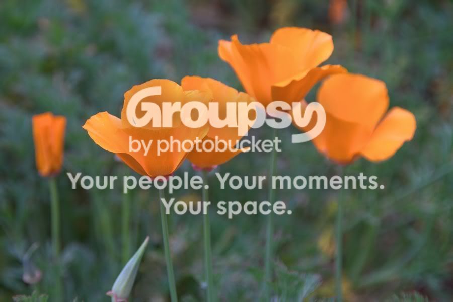 poppies2web.jpg