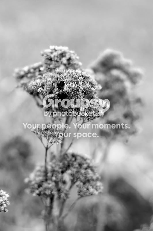 flowers.jpg