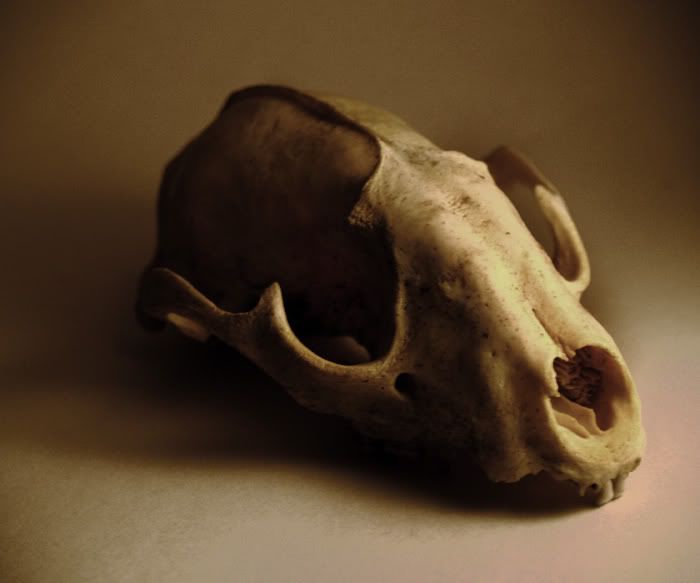 RacoonSkull3.jpg