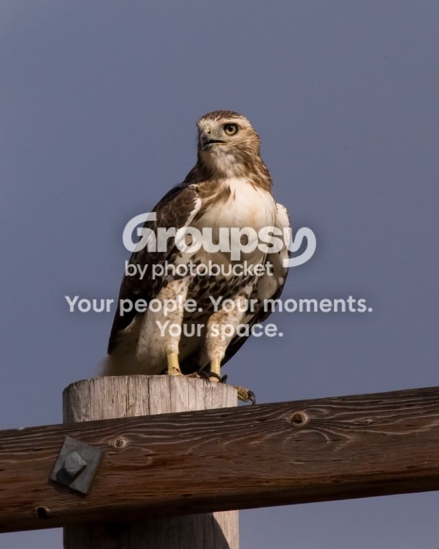 Red-tailedHawk-1.jpg