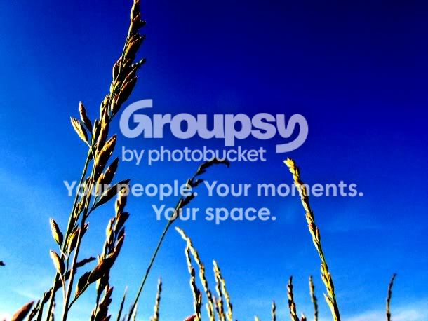 high_grass.jpg