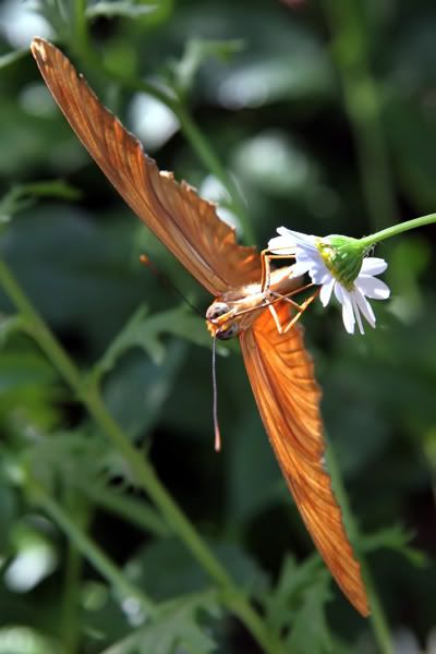 orange_4289_filteredshare.jpg