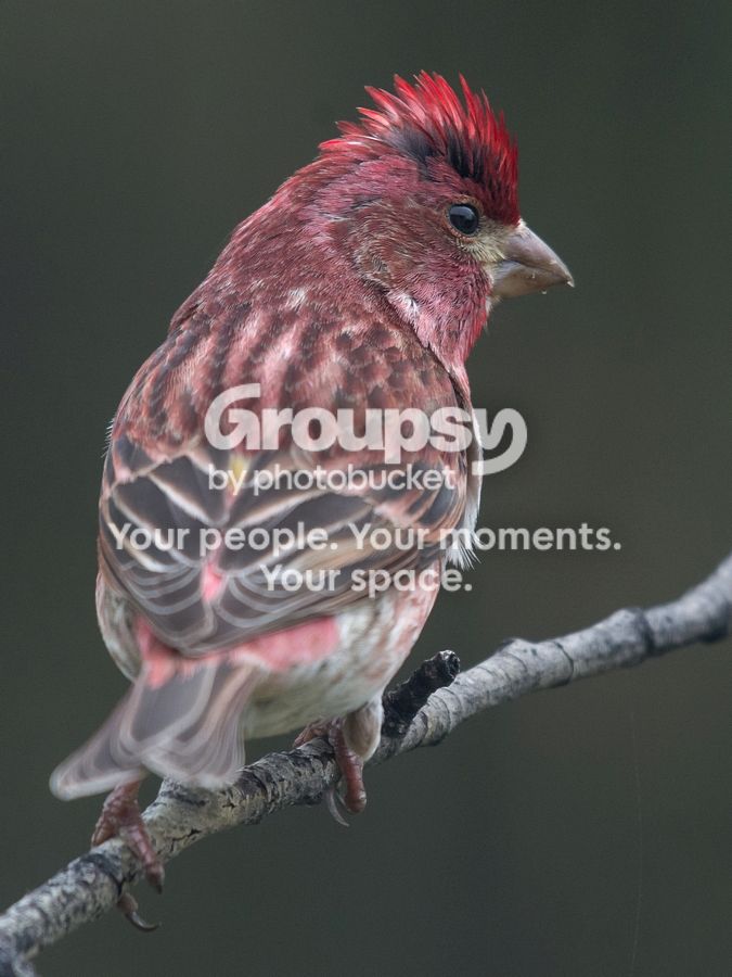 Purple%20finch%208%20May%202017_zpsdqsfrqye.jpg
