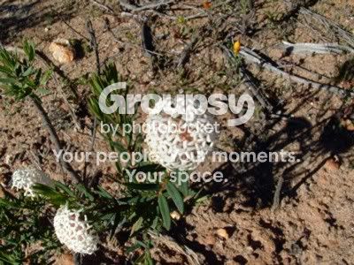 WhiteClusterFlower.jpg
