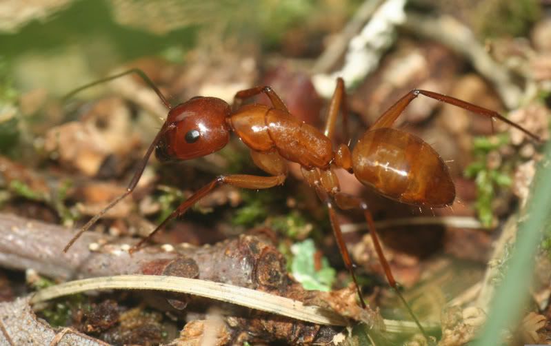 Ant1.jpg