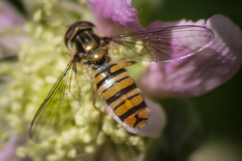 macro-4.jpg