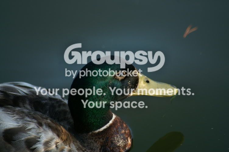 Ducksdowntown43.jpg