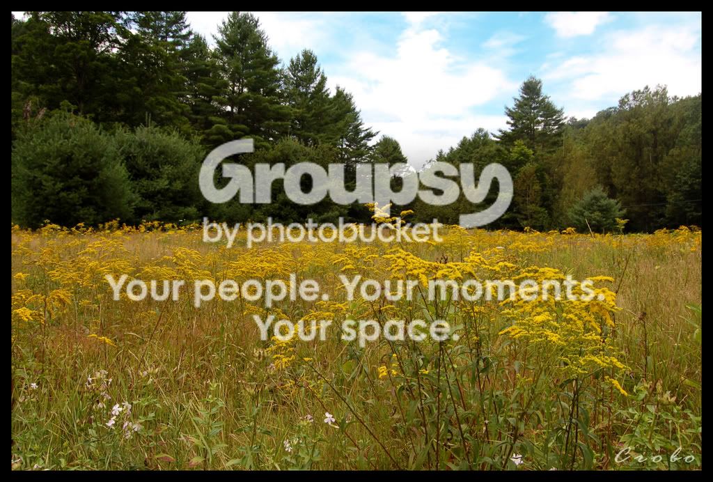 PS-field.jpg