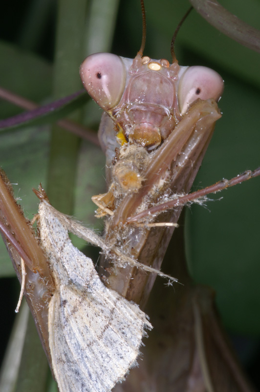 mantid_20.jpg