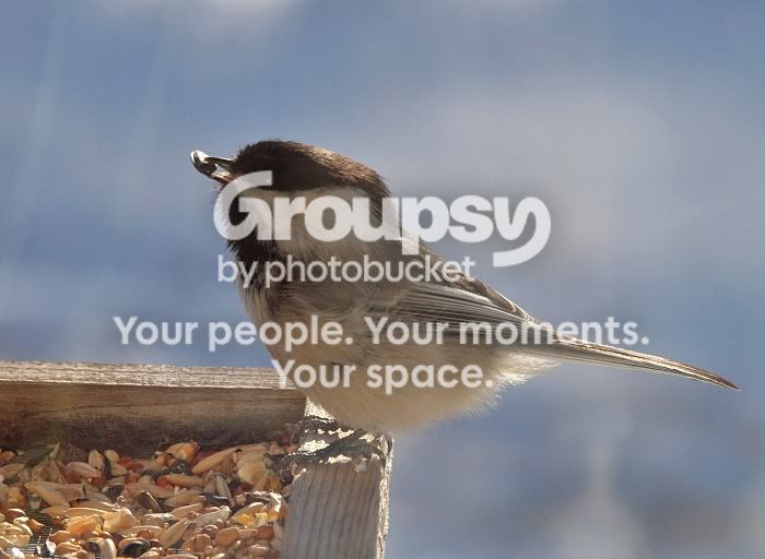 Chickadee9febseed.jpg