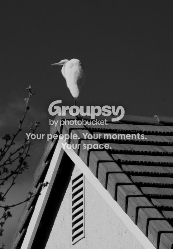bird.jpg