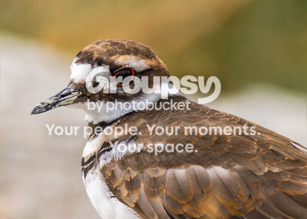 killdeer2_zps5dda3ae3.jpg