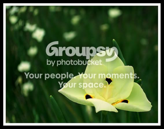 yellowflower.jpg
