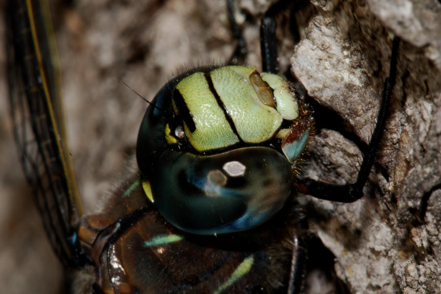 Dragonfly_Eye_by_mack1time.jpg