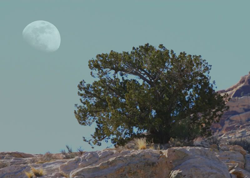 MoonGlowTree-1.jpg