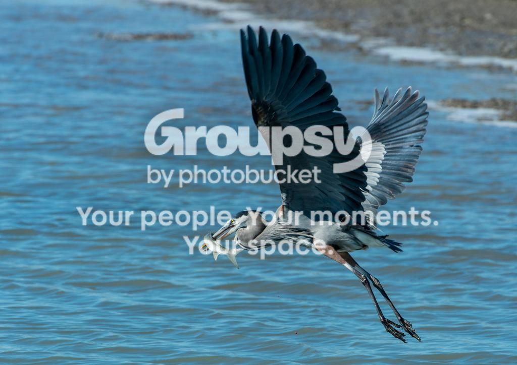 GreatBlueHeronwMullet4_zps7a7d3465.jpg