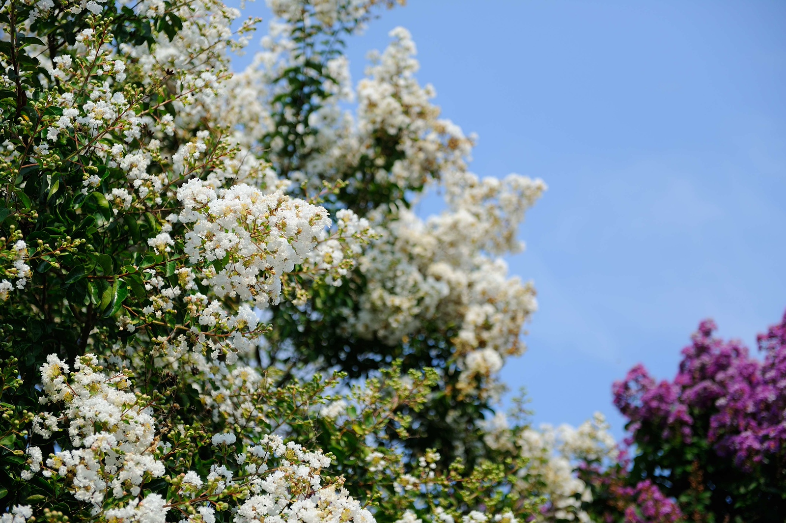 DSC_00021-X3.jpg