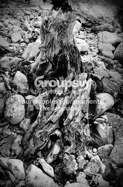 gnarlystump-bw-sm.jpg
