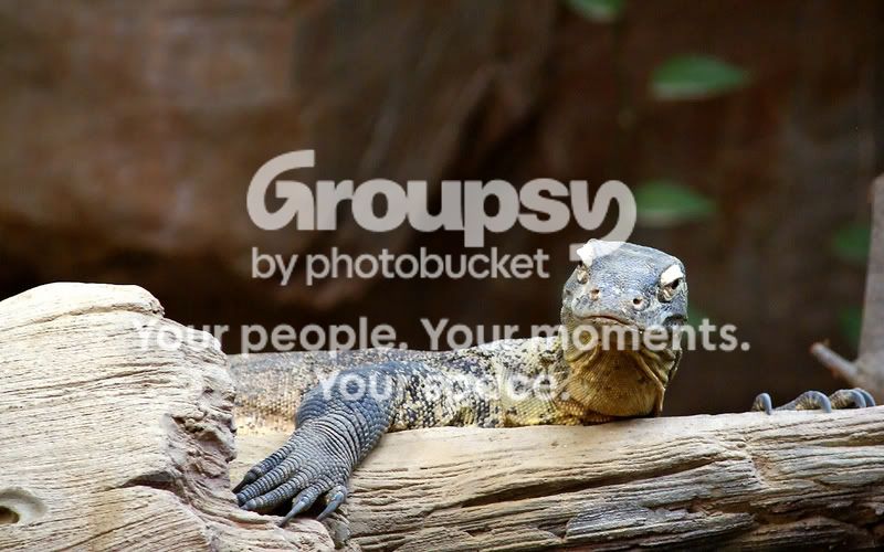 happylizard.jpg