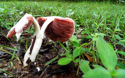 6054041909_874f4e3c9e.jpg