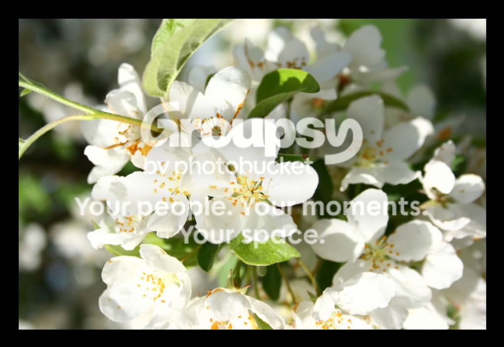 flowertwo.jpg