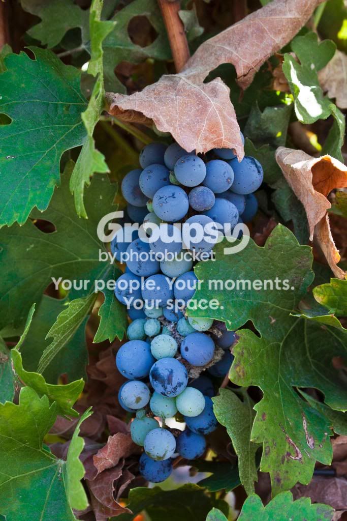 Grapes2-1.jpg