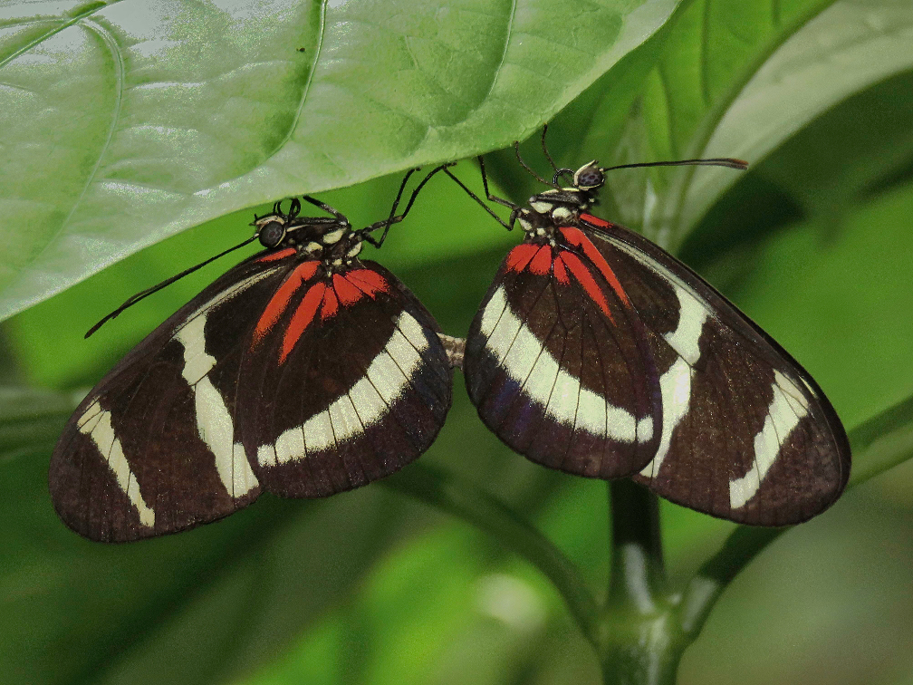 Flutterbys2.jpg