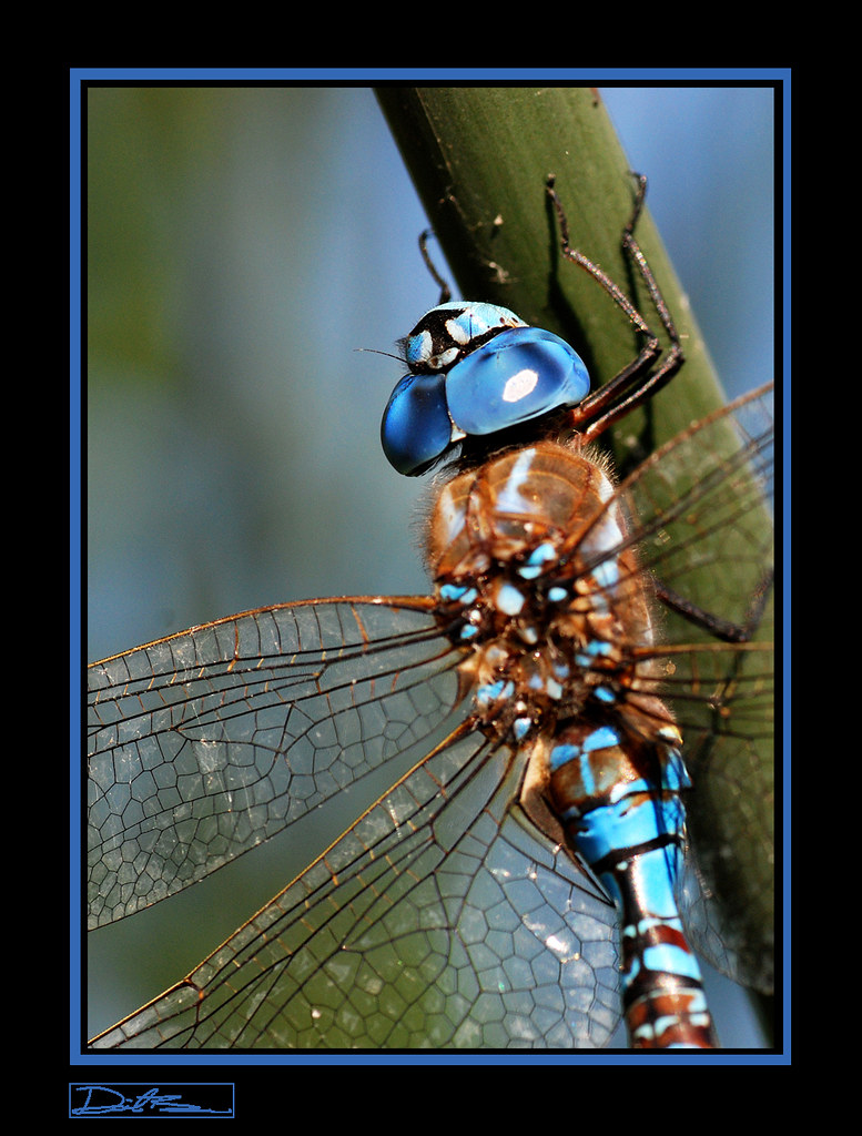 2897274575_f4436c71e9_b.jpg