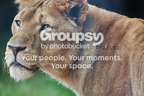 lioncopy_zps21ea535a.jpg